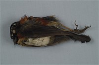 藏品(栗背林鴝)的圖片